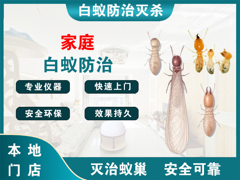 平阳县家庭白蚁防治