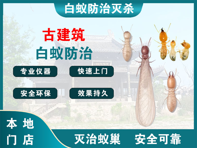 平阳县古建筑白蚁防治