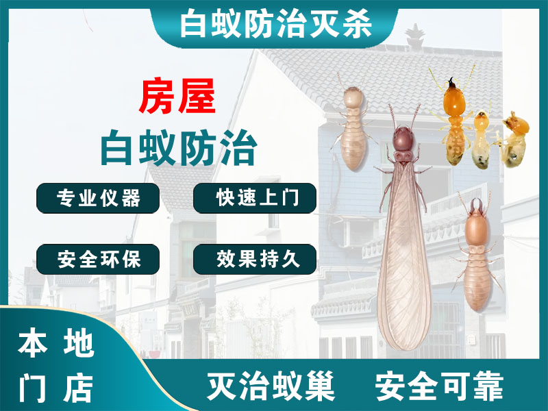 平阳县房屋白蚁防治